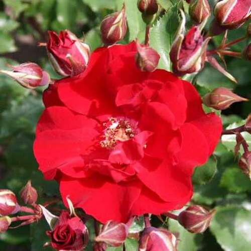 Роза кустовая Ротер Корсар